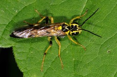 Tenthredo verticalis