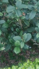 Osmanthus
