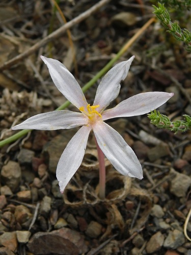 Gethyllis villosa