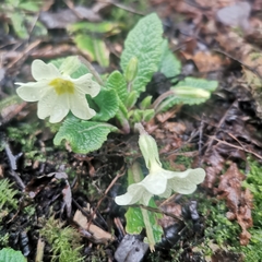 Primula vulgaris