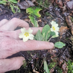 Primula vulgaris