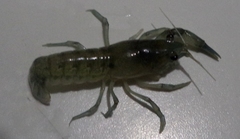 Cambarellus montezumae