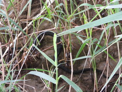 Natrix helvetica sicula