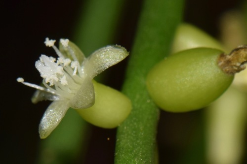 Mistletoe Cactus