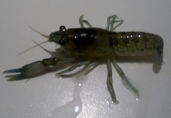 Cambarellus montezumae