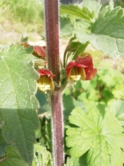 Scrophularia grandiflora