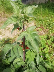 Scrophularia grandiflora