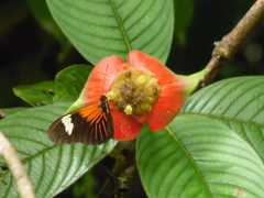 Heliconius