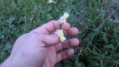 Narcissus triandrus pallidulus