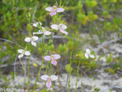 Canaliculata Tetra (Tetramicra canaliculata)