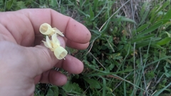 Narcissus triandrus pallidulus