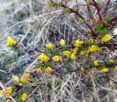Berberis tsarica
