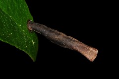 Coleophora cornella