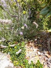 Lavandula angustifolia