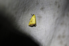 Marimatha botyoides