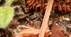 Odontomachus brunneus image