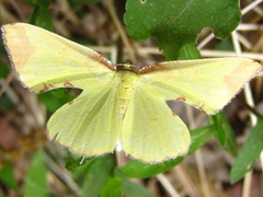 Corymica pryeri