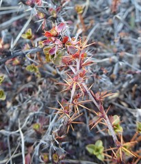 Berberis tsarica