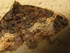 Xanthorhoe muscicapata