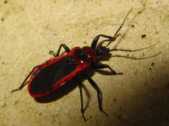 Haematoloecha rufithorax