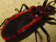 Haematoloecha rufithorax