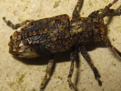 Pterolophia