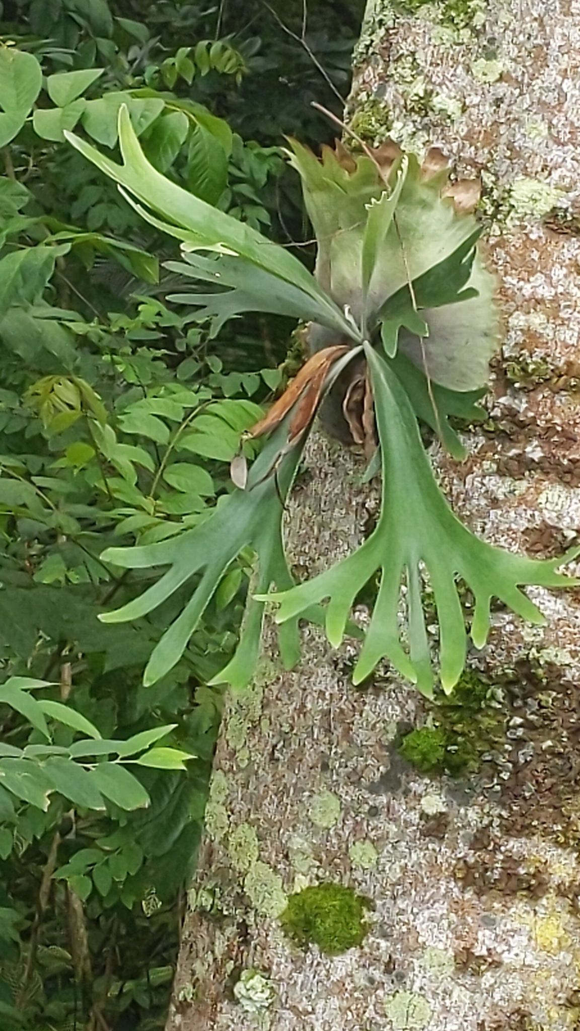 Platycerium