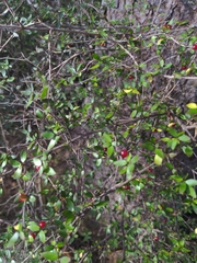 Coprosma rhamnoides