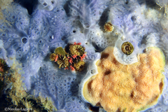 Miniacina miniacea