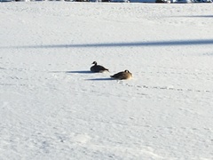 Branta canadensis