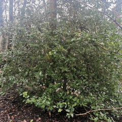 Ilex aquifolium