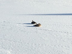 Branta canadensis