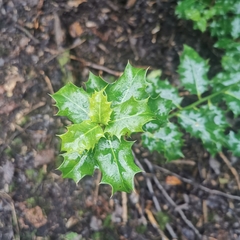 Ilex aquifolium