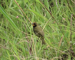Tiaris olivaceus