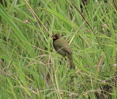 Tiaris olivaceus