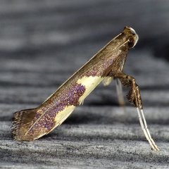 Caloptilia umbratella