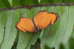 Tegosa anieta luka
