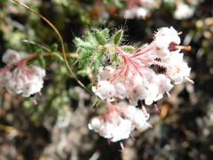 Erica perlata