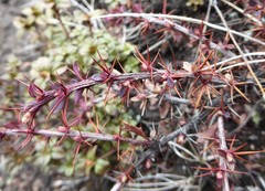 Berberis tsarica