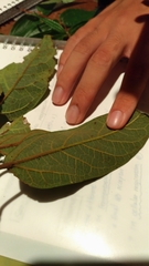 Ficus pumila awkeotsang