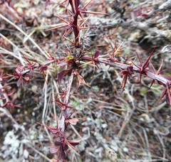 Berberis tsarica