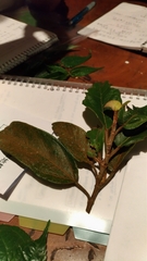 Ficus pumila awkeotsang