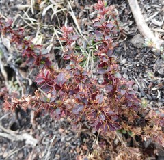 Berberis tsarica