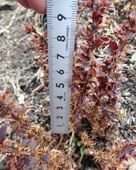 Berberis tsarica