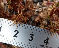 Berberis tsarica