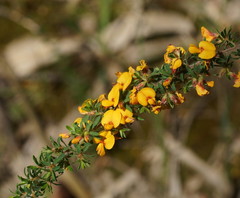 Pultenaea hispidula