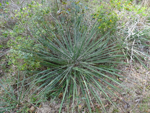 Yucca filamentosa