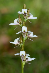 Prasophyllum suttonii