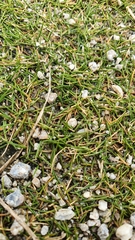 Zoysia minima