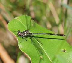 Austroargiolestes calcaris